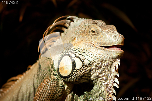 Image of Iguana