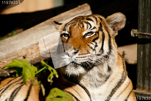 Image of tiger
