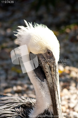 Image of close-up of a pelican