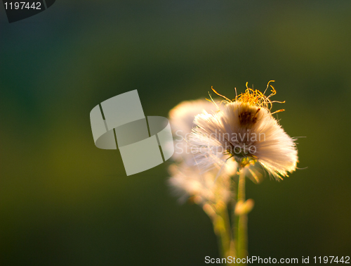 Image of coltsfoot