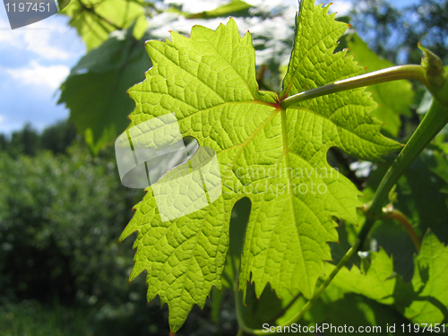 Image of leaf of grape glowing in sunlight