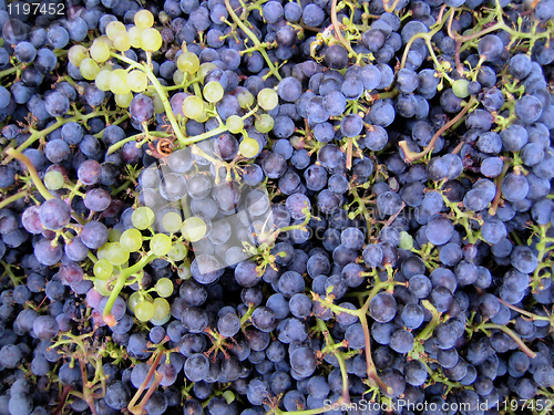 Image of grapes background