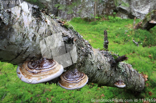 Image of Fungus on birch trunk