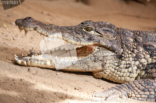 Image of crocodile with opened mouth