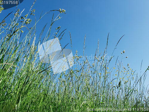 Image of Meadow herbs