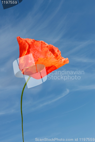 Image of Red poppy flower against blue sky