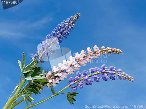 Image of Flowering lupine inflorescence 