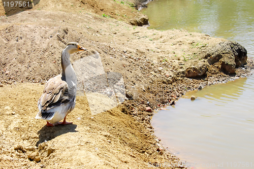 Image of Lonely goose on the bank