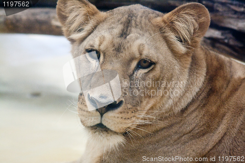 Image of female lion