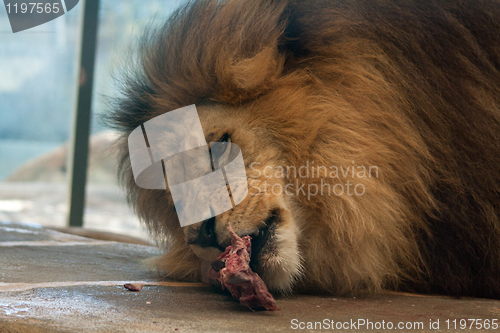 Image of eating male lion