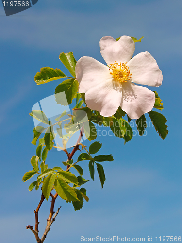 Image of Light pink flower of wild rose