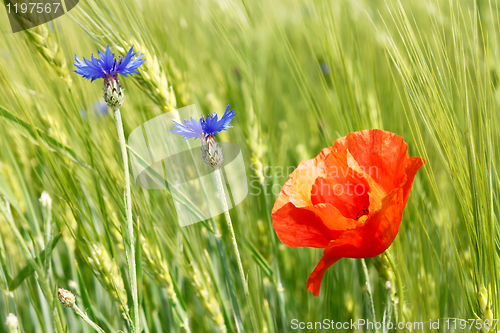 Image of Cornflowers and red poppy among barley field