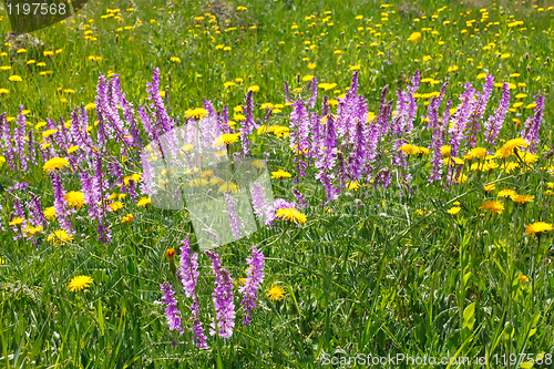 Image of Rapid flowering of different wildflowers