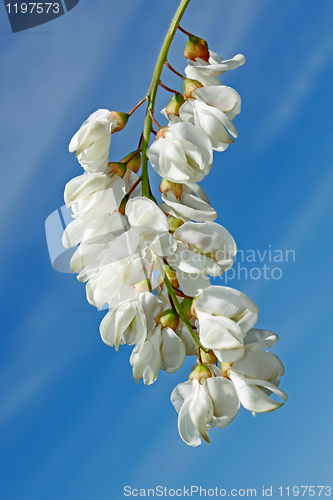 Image of Inflorescence of white acacia