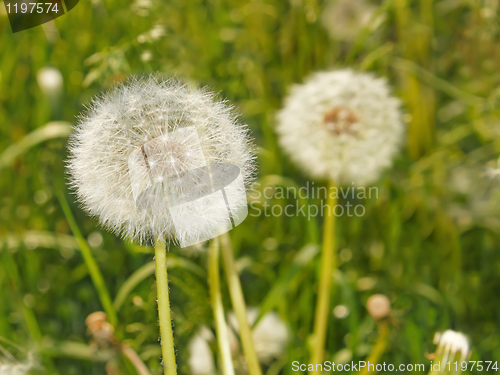 Image of Fluffy dandelions on the meadow