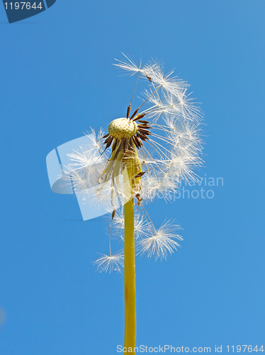 Image of Blowball against blue sky