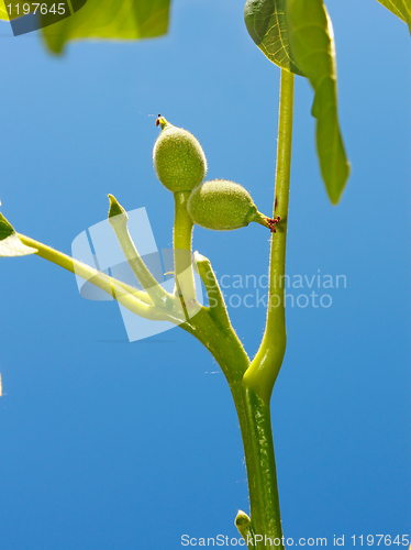 Image of Young small green fruits of walnut