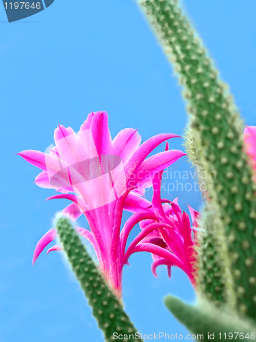 Image of Cactus flowers
