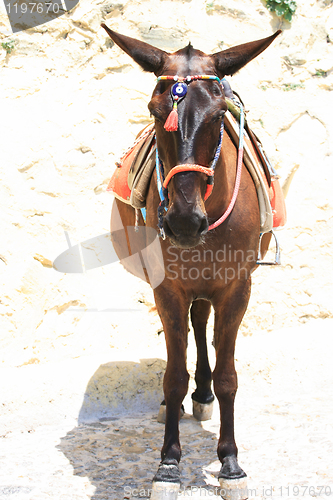 Image of donkey from Santorini