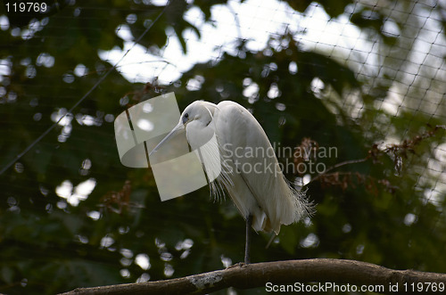 Image of White Bird