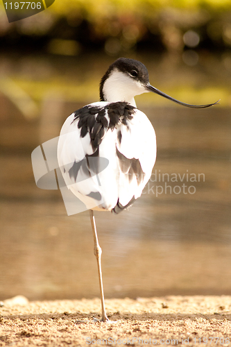 Image of wading bird