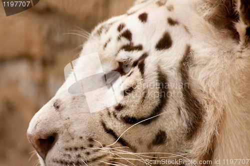 Image of close-up of a white tiger