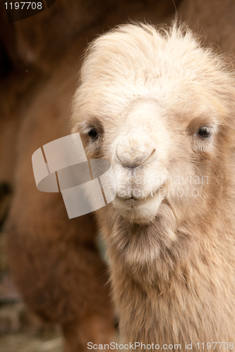 Image of close-up of a camel