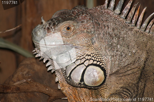 Image of close-up of an iguana