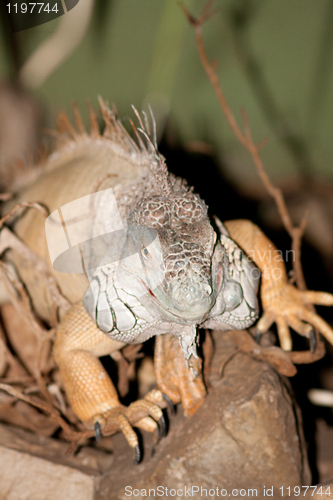 Image of iguana on the way