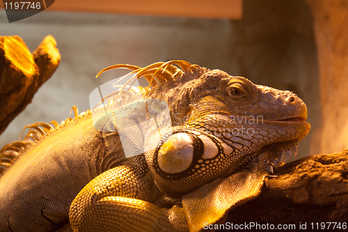 Image of close-up of an iguana