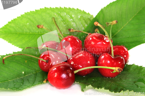 Image of Cherries