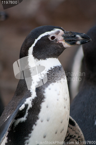 Image of close-up of a penguin