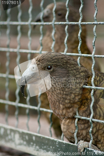 Image of grey parrot putting his head through the bars