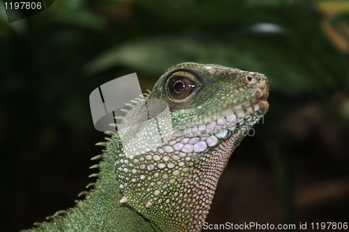 Image of close-up of an iguana