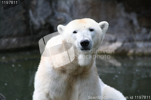 Image of polar bear