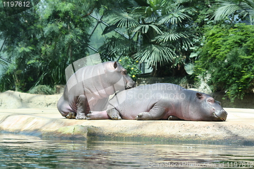 Image of two sleeping hippopotamus