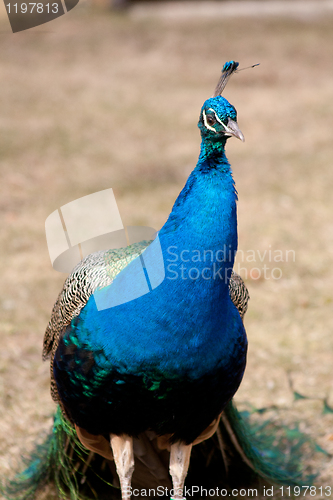 Image of peacock