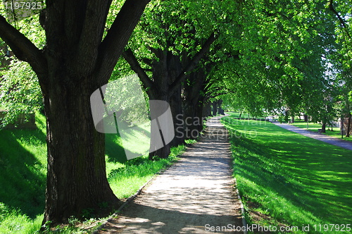 Image of summer tree alley