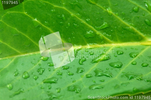 Image of leaf with water drops after rain