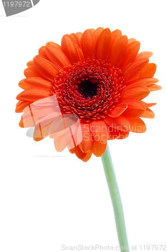 Image of isolated flower on white