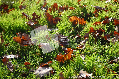 Image of grass texture with leaves in autumn