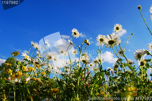 Image of daisy flowers in summer