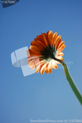 Image of Gerbera daisy