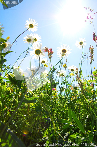 Image of daisy flower in summer with blue sky