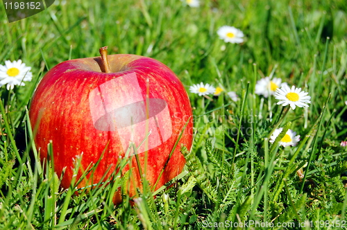 Image of apple
