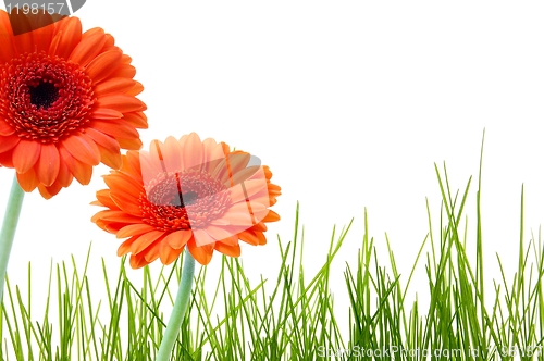 Image of flower greeting card