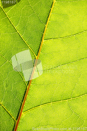 Image of structure and texture of green leaf