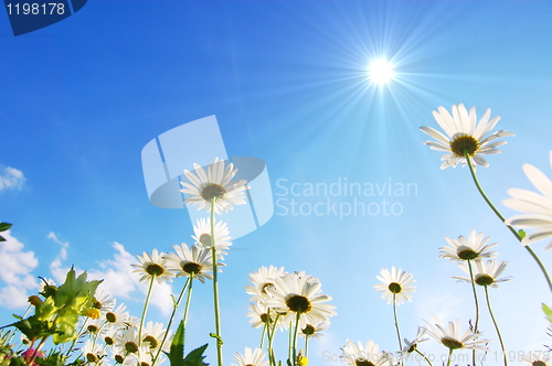 Image of daisy flower under blue sky