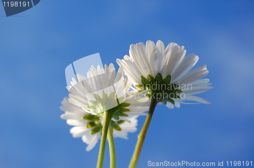 Image of daisy under blue sky