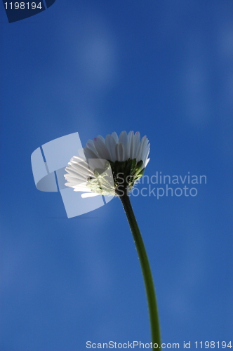 Image of daisy under blue sky